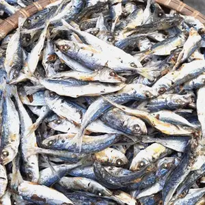 En iyi kalite ringa balığı iyi bir balık yemek kuru ringa balığı iyi Vietnam fabrika Akina