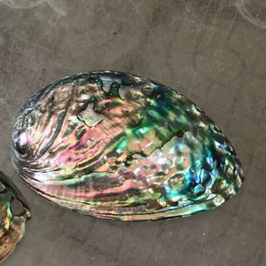 Acento decorativo de concha de abulón pulido, concha de abulón de alta calidad con colores naturales brillantes y elegancia inspirada en el océano - Product Image 1