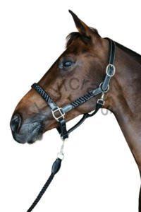 Licol cheval en cuir tressé avec coutures crème ajustement réglable et boucles en acier inoxydable. - Product Image 3