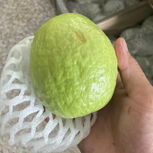 Quả ổi tươi chất lượng xuất khẩu |   Đào xanh ngọt ngào từ Việt Nam |   Cung cấp số lượng lớn quả ổi tươi bán buôn - Product Image 2