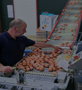 Huevos de Mesa Orgánicos Premium con Variedades de Yema Alta Marrón y Blanca, Pollo Fresco Natural Conservado, Proveedor Mayorista - Product Image 2