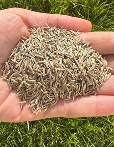 Semillas de Pasto Perenne Lolium Perenne de Primera Calidad, Crecimiento Rápido, Rápida Instalación, Resistente al Frío (Doble DLF) - Product Image 3