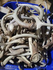 Bois de cerf rouge de haute qualité en gros - Product Image 6