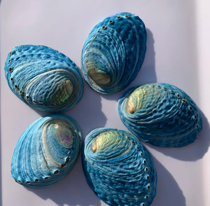 Concha de Abulón Azul de Vietnam Seleccionada a Mano, Concha Natural del Océano para Manualidades Costeras y Proyectos de Decoración - Product Image 1