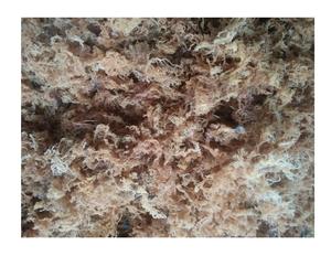 Fabricant d'ingrédients d'emballage de style algue Sea Moss Eucheuma Cottonii brut du Vietnam - Product Image 6