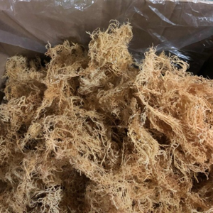 มอสโกลด์ทะเลตากแห้งกันแดดแบบพรีเมี่ยม | ส่งออกสินค้าจากเวียดนาม - Product Image 3