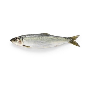 Arenque Congelado, Pescado Entero, Stock Fresco, Envasado al Vacío, Calidad Superior, 20 kg - Product Image 1
