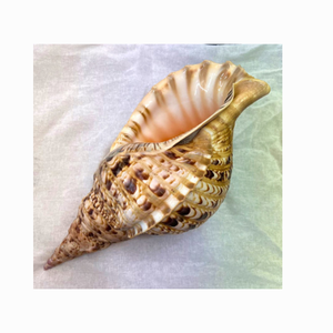 Coquillages Charonia Tritonis en gros, coquillages Triton, coquillages Triton/Coquillages de conque Triton/Coquillages géants polis pour la décoration - Product Image 6