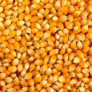 SEMBRAS ENTERAS MAÍZ ALIMENTACIÓN ANIMAL/MAÍZ AMARILLO SECAS - Product Image 6