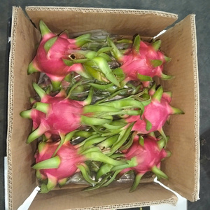 Biologische verse drakenvrucht wit-rood vlees VIFARMEX merk Graad 30-40 dagen houdbaarheid 100% rijp Snelle levering Vietnam export