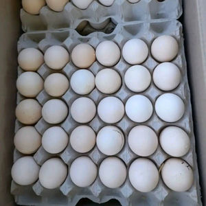 Entrega de huevos para incubar Ross 308 a la venta Calidad Premium y fuente de confianza para criaderos orden al por mayor - Product Image 1