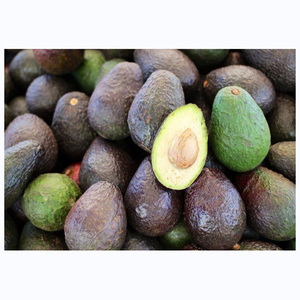 Avocat frais de qualité supérieure en gros, produit végétal frais de première qualité, avocat comestible directement de la ferme - Product Image 6