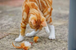 แมวแบบโต้ตอบสําหรับแมวในร่มธรรมชาตินกขนนกของเล่นSelf Rightingโยกขนนกของเล่นแมวอัตโนมัติของเล่นแบบโต้ตอบOEM - Product Image 6