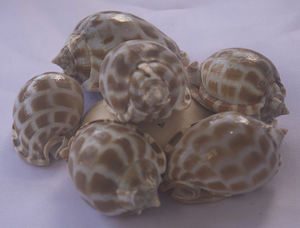 Shell Babylonia SeasHELL Bijoux Poli Naturel Shell Motif Petites Sortes Taille 5-6cm BIJOUX SEASHELL - Product Image 5