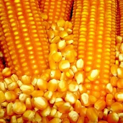Сухая Желтая Кукуруза для животных и людей корма оптом желтая кукуруза