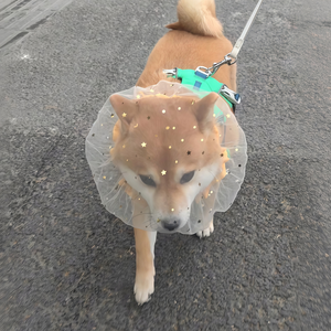 ELEVE - Bozal Transpirable para Perro, Ajustable, de Malla Suave, Anti-Mordidas, Anti-Ladridos, Anti-Masticación, con Diseño Floral, para Perros Pequeños, para Peluquería Canina y Entrenamiento - Product Image 5