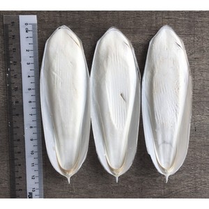 กระดูกปลาหมึก/ปลาหมึกตัดแต่งคุณภาพสูงและราคาไม่แพง0084935825297 - Product Image 2