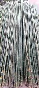 เสาไม้ไผ่โมโซที่ผ่านการบําบัด เสาต้นไม้ไม้ไผ่ตรง เสาไม้ไผ่ขนาดใหญ่ ก้านสกัดจากเวียดนาม - Product Image 5