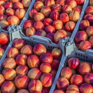 Organic Chilean Nectarines for Export Multiple Varieties with Sweet Flavor Fresh and Cold Chain Guaranteed - Product Image 5