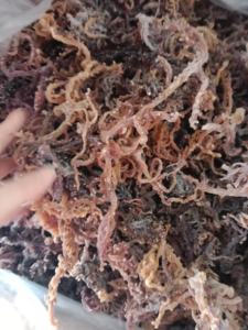 Organic Purple Seamoss Dried Laver From Vietnam Purple Irish Sea Moss Dried Purple Sea Moss Sale In Bulk Purple Irish Sea Moss - Product Image 3