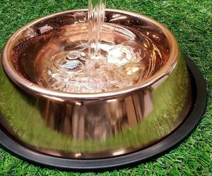 Le bol pour chien en acier inoxydable est la solution d'alimentation ultime pour votre compagnon canin - Product Image 3