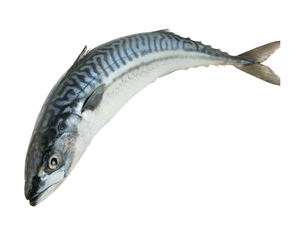 Pescado Atún Congelado Premium a Granel, Venta Caliente de Mariscos, Atún del Pacífico Entero Congelado, Compre el Mejor Atún Congelado - Product Image 3