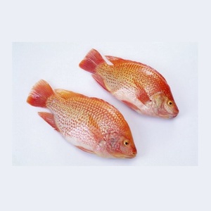 Produits de la mer surgelés de haute qualité, poisson tilapia rouge surgelé, prix de gros - Product Image 1