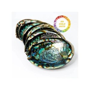 Vietnam exporta conchas de abulón Haliotis de alta calidad que han sido limpiadas y secadas tecnológicamente - Product Image 1