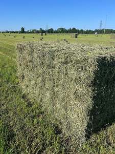 Heno de Alfalfa de Alta Calidad y Alto Rendimiento, Proteínas de Grado Alimenticio para Alimentación Animal Comercial, Promueve la Nutrición - Product Image 5