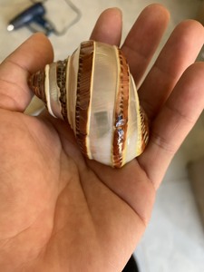 Concha de concha natural de cangrejo ermitaño multicolor a la venta - Product Image 5