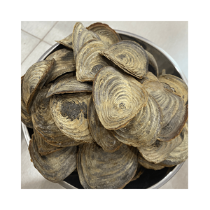 Produit Seashell Nail Shell Murex Operculum Murex Operculum Shell from Viet Nam With Good Material For Extract Perfume - Product Image 2