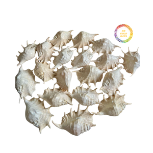 เปลือกหอยที่เป็นมิตรกับสิ่งแวดล้อมพร้อมรูปลักษณ์ที่น่าดึงดูดสำหรับตกแต่งบ้านและงานเลี้ยง - Product Image 3