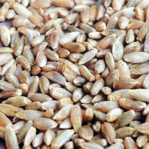 Fournisseur en gros – Meilleure qualité – Grains de blé entier biologique d'origine DE – Durée de conservation de 2 ans – Prix abordable – En vente - Product Image 1