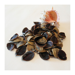 Seashell Murex Operculum precio barato/Caracol Murex/calidad Operculum Shell - Product Image 5