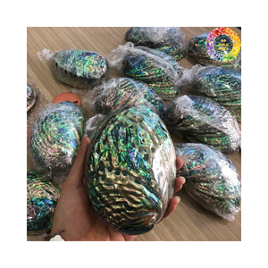 เปลือกหอยเป๋าฮื้อธรรมชาติพรีเมี่ยมสำหรับอุปกรณ์หัตถกรรมเปลือกหอยทำด้วยมือของขวัญเปลือกหอยธรรมชาติของตกแต่งบ้านสีฟ้าขาว - Product Image 2