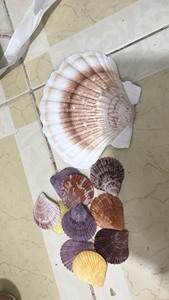 Concha de Mar Natural Ecológica para Decoración Artesanal - Product Image 3