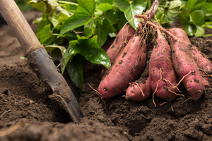 Proveedor de Batata Congelada de Vietnam, Raíces Enteras y Batida, para Mercados Internacionales - Product Image 2