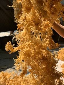 Musgo marino seco con la mejor calidad/Musgo irlandés de Vietnam para exportación con precio competitivo/Sra. Lily - Product Image 3