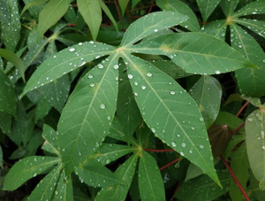 Hoja de yuca congelada IQF picada para servicio de comida y fábricas de comida preparada Hojas tropicales de alto grado Fuente de Vietnam - Product Image 6