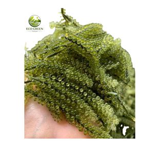 Uvas de Mar Frescas, Mariscos Saludables, Caviar Verde, Suministro a Granel, Empaque OEM Disponible - Product Image 6