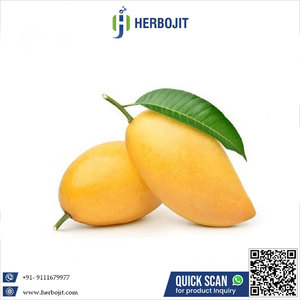 Saveur sucrée Mangue Badami Meilleure vente Mangue fraîche disponible à un prix abordable en provenance d'Inde - Product Image 6