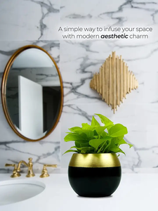 Vàng Đen mọng nước trồng làm cho nó hoàn hảo cho bàn kệ Bàn cà phê hoặc tặng quà. - Product Image 6