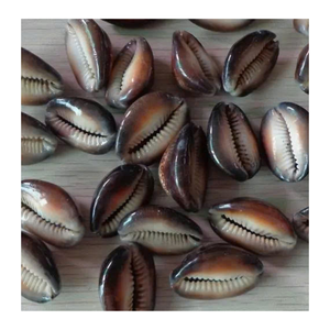 Coquillage cauri utilisé dans la décoration faite à la main et l'artisanat de mode par le fournisseur vietnamien 99 données sur l'or Coquillage cauri exportateur - Product Image 6