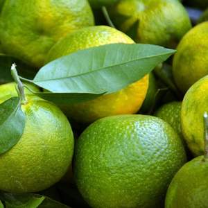 ส้มสดขายส่ง ส้มแมนดารินสดขายส่ง ส้มรสหวานอร่อยสดใหม่ ส้มบลัดออเรนจ์ขายส่ง - Product Image 2