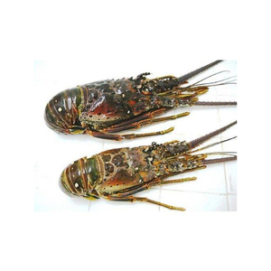 กุ้งมังกรสดคุณภาพสูงสำหรับขาย เหมาะสำหรับตลาดอาหารทะเลและการส่งออก - Product Image 2