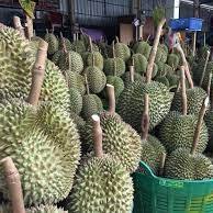 Calidad Premium Khey Taladthai Grade Monthong Durian 0,5 kg Recién cosechado Empaquetado para una frescura óptima Bursting Rich Durian - Product Image 4