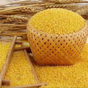 Bulk <b>millet</b> from Thailand High quality natural grain Healthy <b>millet</b> grain bulk Natural <b>millet</b> supply - Product Image 3