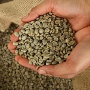 เมล็ดกาแฟโรบัสต้าออร์แกนิค ขนาด 16 100% ธรรมชาติ คุณภาพสูง ยี่ห้อ TNFOOD เกรด G1/G2 ขายส่งจากโรงงานโดยตรง ได้รับการรับรองจาก USDA - Product Image 5