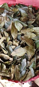 Feuilles de corossol (graviola) séchées pour l'exportation, offrant une qualité constante et un maniement en vrac efficace - Product Image 4