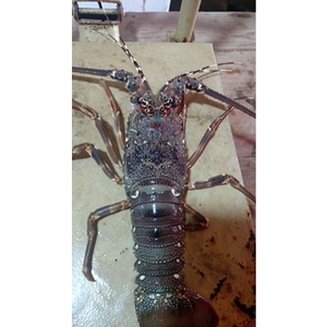 Langostas y Cangrejos de Río Enteros Congelados en Envase de Vidrio de 25 kg, Origen NL, BFQ - Product Image 5